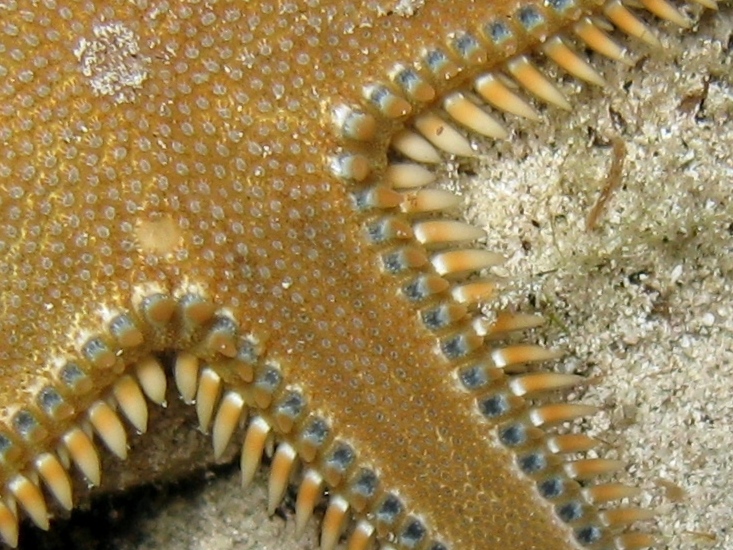 Astropecten platyacanthus (Philippi, 1837)